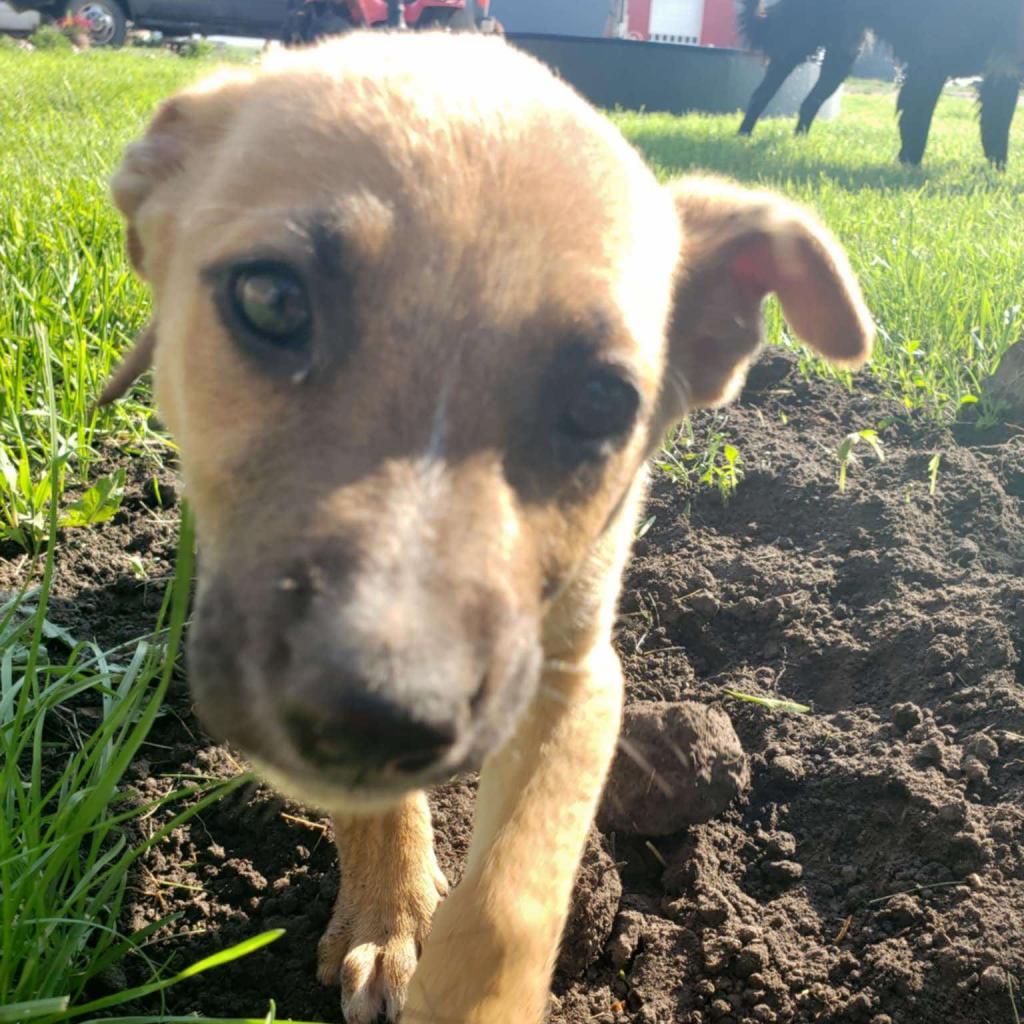 AVA 24-217, an adoptable Mixed Breed in Bottineau, ND, 58318 | Photo Image 1