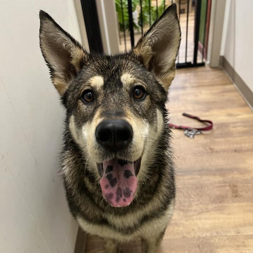 FREYA 24-101, an adoptable Shepherd in Bottineau, ND, 58318 | Photo Image 1