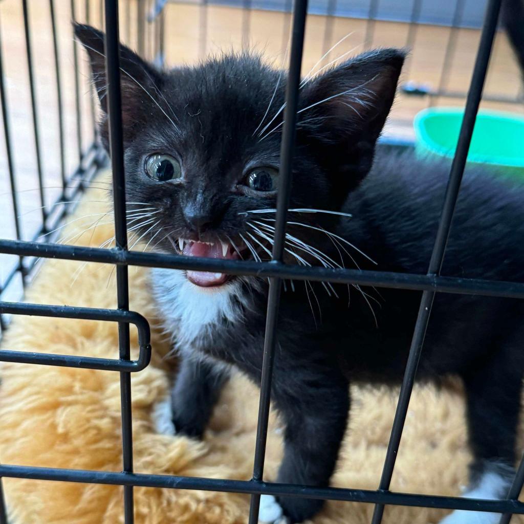 LITTLE RED RIDING HOOD 24-103 L3, an adoptable Domestic Short Hair in Bottineau, ND, 58318 | Photo Image 1