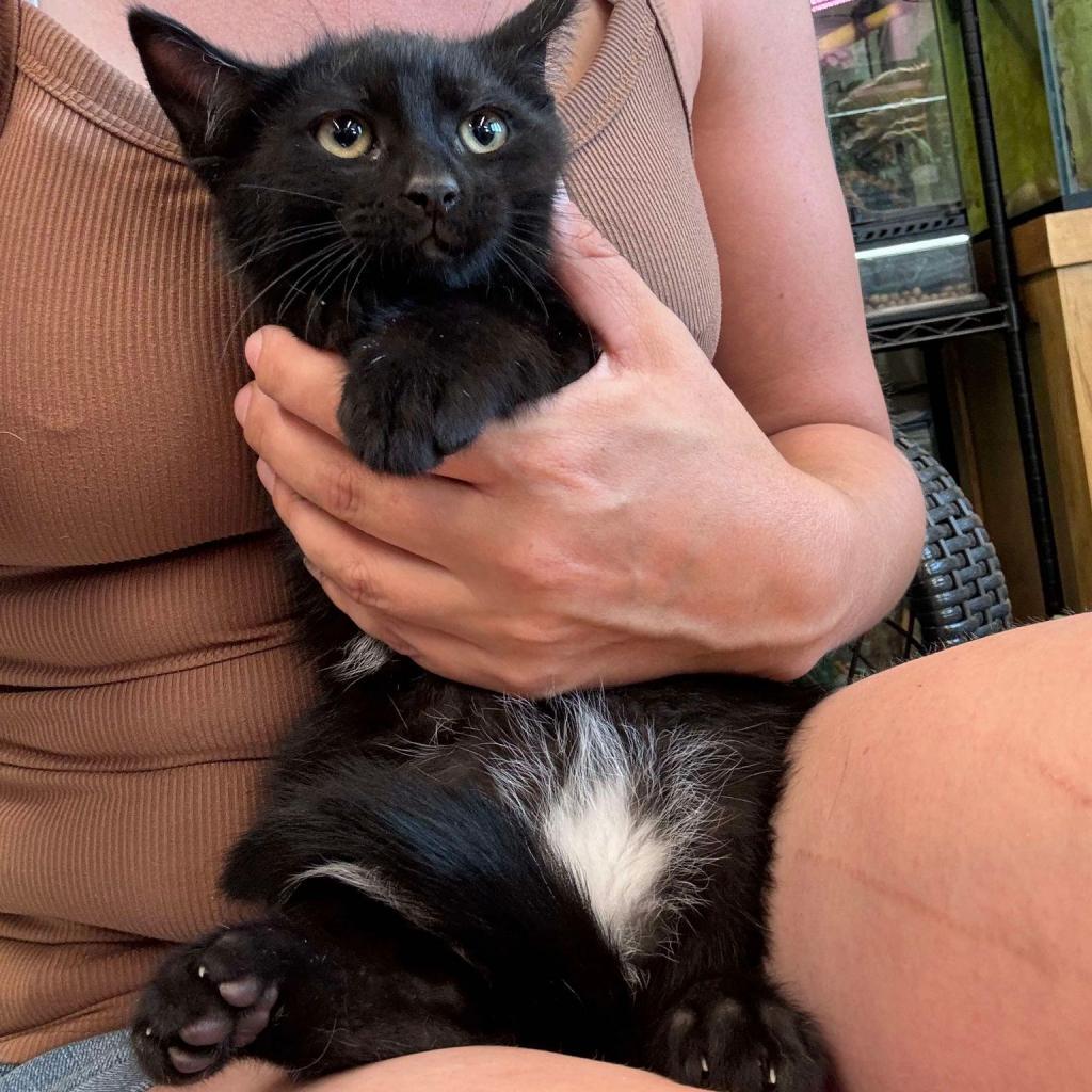 MOUSEY 24-239 GREEN LITTER 11, an adoptable Domestic Short Hair in Bottineau, ND, 58318 | Photo Image 1