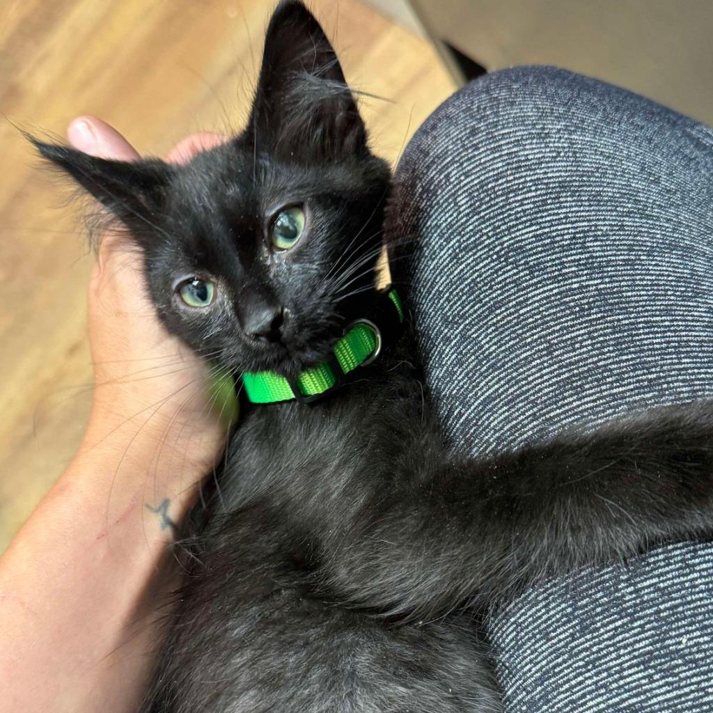 WALTER 24-127 GREEN L1, an adoptable Domestic Long Hair in Bottineau, ND, 58318 | Photo Image 1