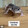 LAZARUS 24-70 LEO, Adult Male unknown