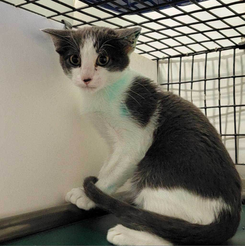 Thistle, an adoptable Domestic Short Hair in Kingman, KS, 67068 | Photo Image 1