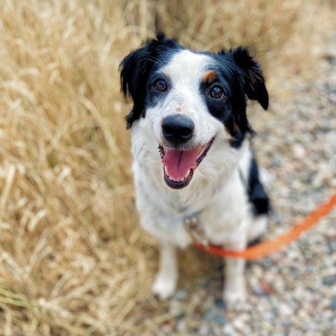 Rosie, an adoptable Australian Shepherd in Glenwood Springs, CO, 81601 | Photo Image 1