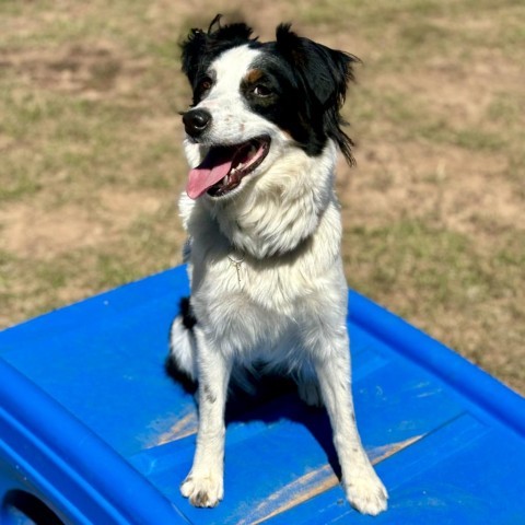 Rosie, an adoptable Australian Shepherd in Glenwood Springs, CO, 81601 | Photo Image 2