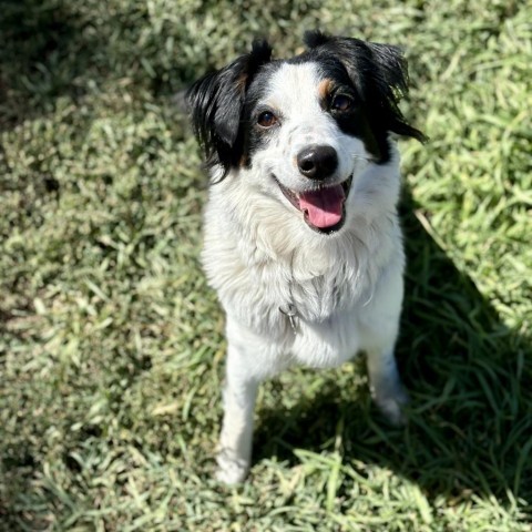 Rosie, an adoptable Australian Shepherd in Glenwood Springs, CO, 81601 | Photo Image 4