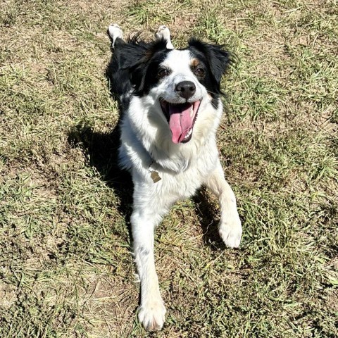 Rosie, an adoptable Australian Shepherd in Glenwood Springs, CO, 81601 | Photo Image 5