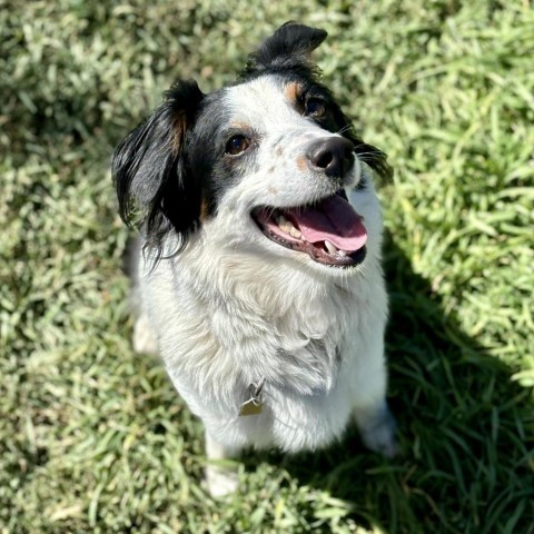 Rosie, an adoptable Australian Shepherd in Glenwood Springs, CO, 81601 | Photo Image 6