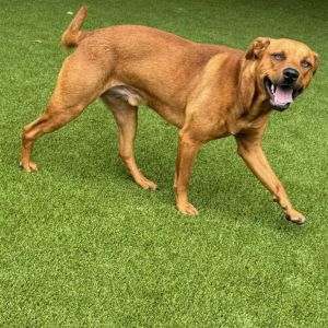 Hunter 8861, Adult Male Rhodesian Ridgeback