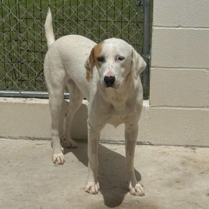 Bella 1272, Adult Female Treeing Walker Coonhound