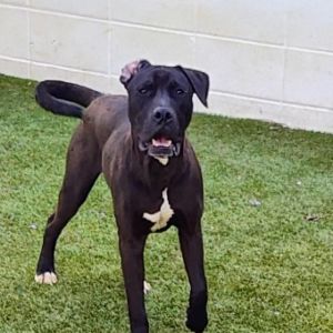 Pop 6168, Young Male Black Labrador Retriever