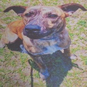 Boss, Adult Male Mountain Cur