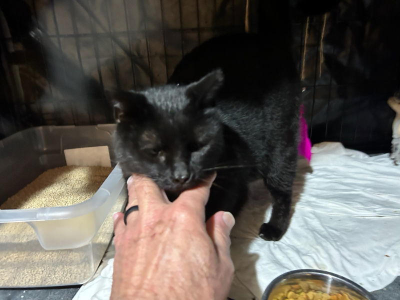 Olivia, an adoptable Domestic Short Hair in Pineville, LA, 71361 | Photo Image 1