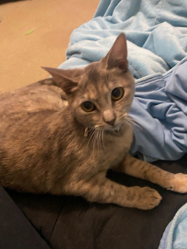 Ella, an adoptable Domestic Short Hair, Tabby in Pineville, LA, 71361 | Photo Image 1