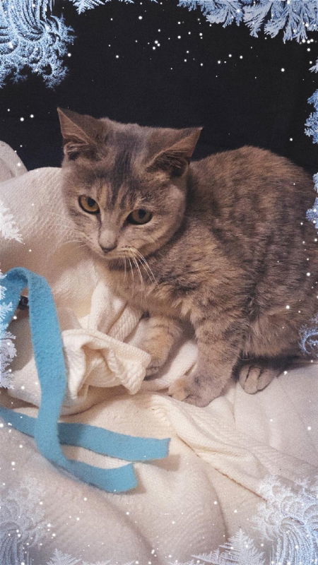 Ella, an adoptable Domestic Short Hair, Tabby in Pineville, LA, 71361 | Photo Image 2