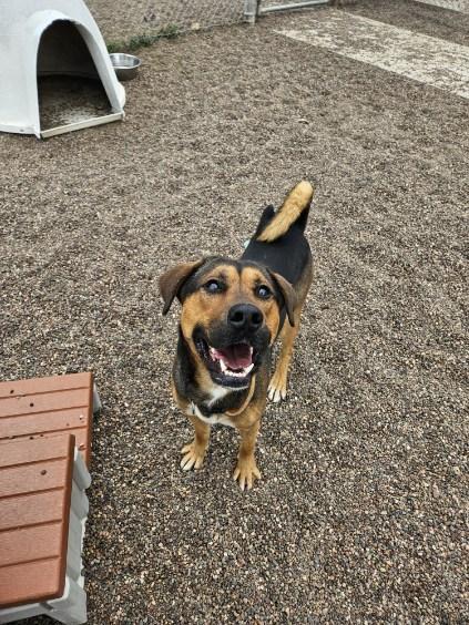 Blaze, an adoptable Mixed Breed, Labrador Retriever in Black River Falls, WI, 54615 | Photo Image 1