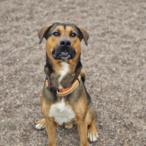 Blaze, an adoptable Mixed Breed, Labrador Retriever in Black River Falls, WI, 54615 | Photo Image 2