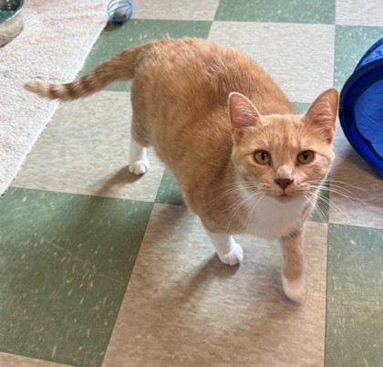 Buffy, an adoptable Domestic Short Hair in Willmar, MN, 56201 | Photo Image 1