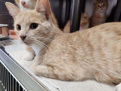 Buffy, an adoptable Domestic Short Hair in Willmar, MN, 56201 | Photo Image 3