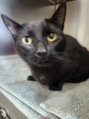 Tawny, an adoptable Domestic Short Hair in Willmar, MN, 56201 | Photo Image 3