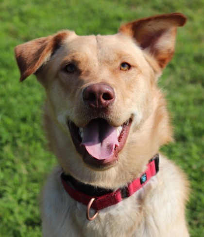 Loaf, an adoptable Mixed Breed in Walla Walla, WA, 99362 | Photo Image 1