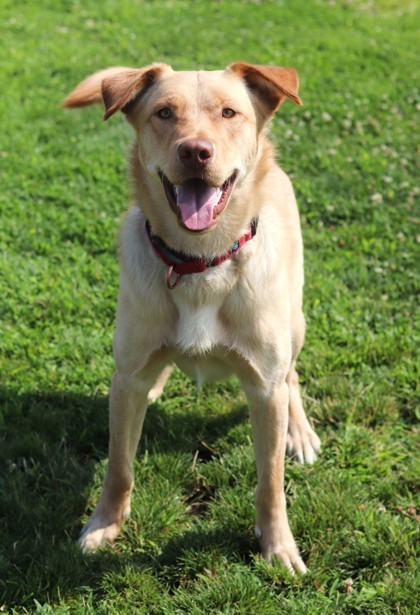 Loaf, an adoptable Mixed Breed in Walla Walla, WA, 99362 | Photo Image 2