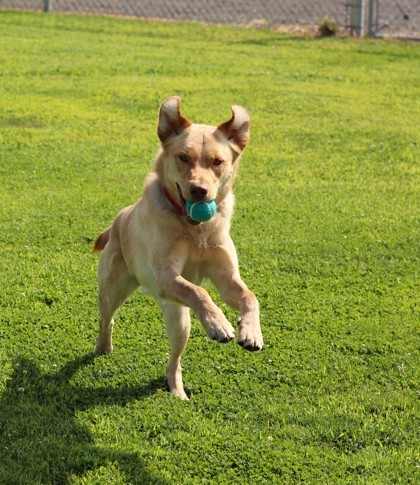 Loaf, an adoptable Mixed Breed in Walla Walla, WA, 99362 | Photo Image 3