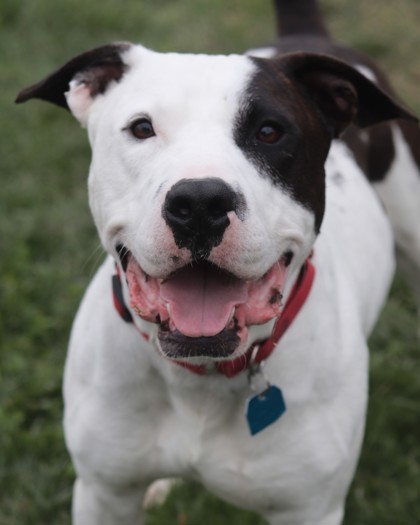 Harvey, an adoptable Mixed Breed in Walla Walla, WA, 99362 | Photo Image 1