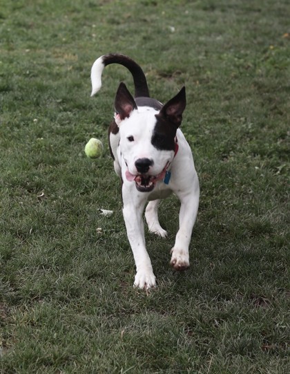 Harvey, an adoptable Mixed Breed in Walla Walla, WA, 99362 | Photo Image 2