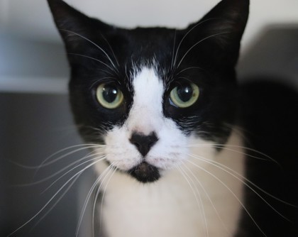 Batman, an adoptable Domestic Short Hair in Walla Walla, WA, 99362 | Photo Image 1