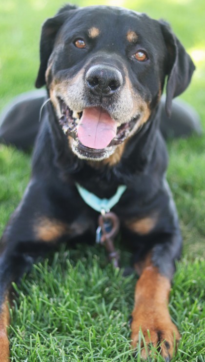 Maserottie, an adoptable Mixed Breed in Walla Walla, WA, 99362 | Photo Image 1