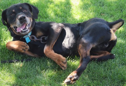 Maserottie, an adoptable Mixed Breed in Walla Walla, WA, 99362 | Photo Image 2