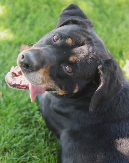 Maserottie, an adoptable Mixed Breed in Walla Walla, WA, 99362 | Photo Image 3