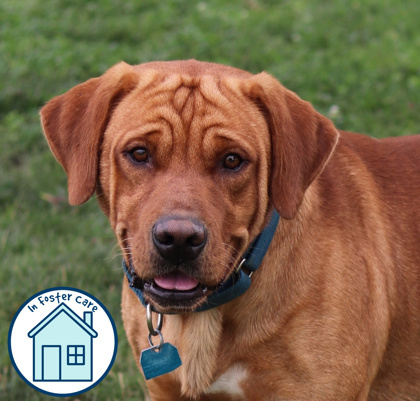 Max, an adoptable Mixed Breed in Walla Walla, WA, 99362 | Photo Image 1