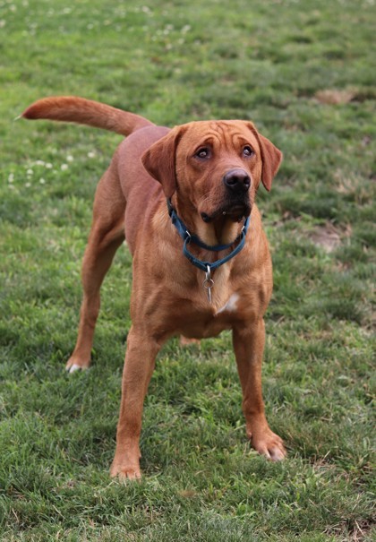 Max, an adoptable Mixed Breed in Walla Walla, WA, 99362 | Photo Image 2