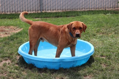 Max, an adoptable Mixed Breed in Walla Walla, WA, 99362 | Photo Image 3