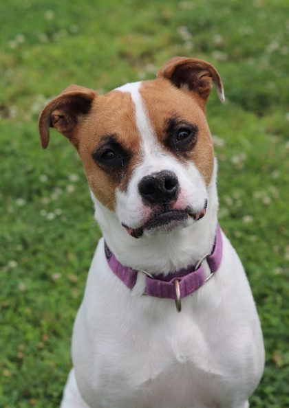 Betsy, an adoptable Mixed Breed in Walla Walla, WA, 99362 | Photo Image 1