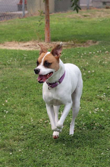 Betsy, an adoptable Mixed Breed in Walla Walla, WA, 99362 | Photo Image 2