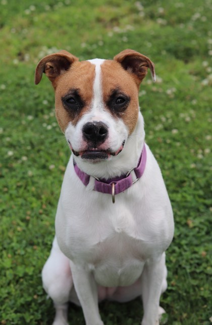 Betsy, an adoptable Mixed Breed in Walla Walla, WA, 99362 | Photo Image 3