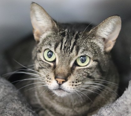 Robyn, an adoptable Domestic Short Hair in Walla Walla, WA, 99362 | Photo Image 1