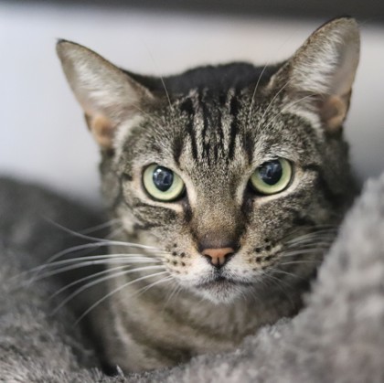 Robyn, an adoptable Domestic Short Hair in Walla Walla, WA, 99362 | Photo Image 3