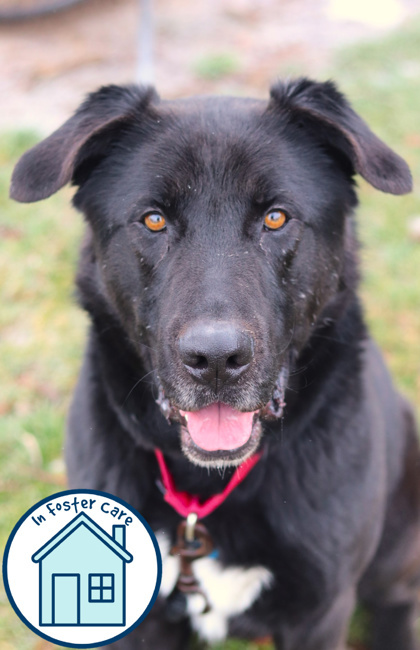 Phantom, an adoptable Mixed Breed in Walla Walla, WA, 99362 | Photo Image 1