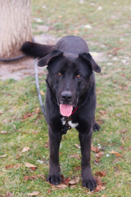 Phantom, an adoptable Mixed Breed in Walla Walla, WA, 99362 | Photo Image 2