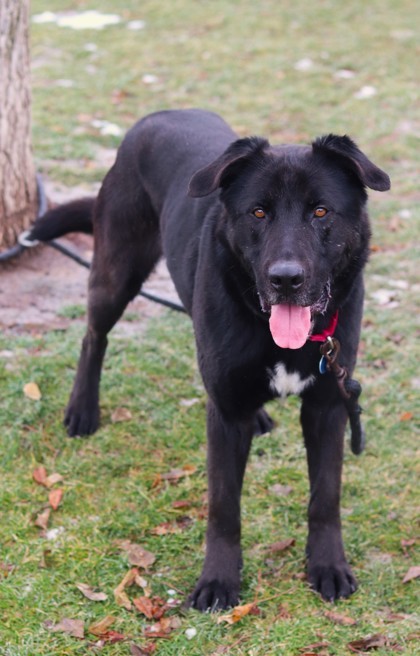 Phantom, an adoptable Mixed Breed in Walla Walla, WA, 99362 | Photo Image 3