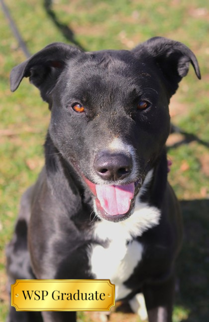 Phoebus, an adoptable Mixed Breed in Walla Walla, WA, 99362 | Photo Image 1