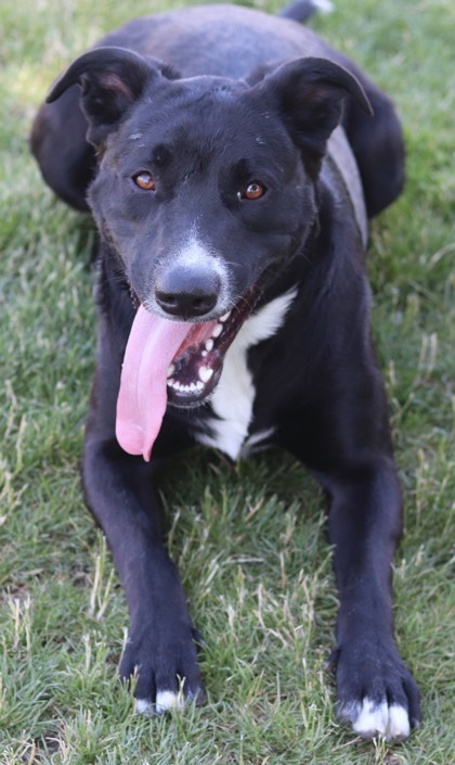 Phoebus, an adoptable Mixed Breed in Walla Walla, WA, 99362 | Photo Image 2