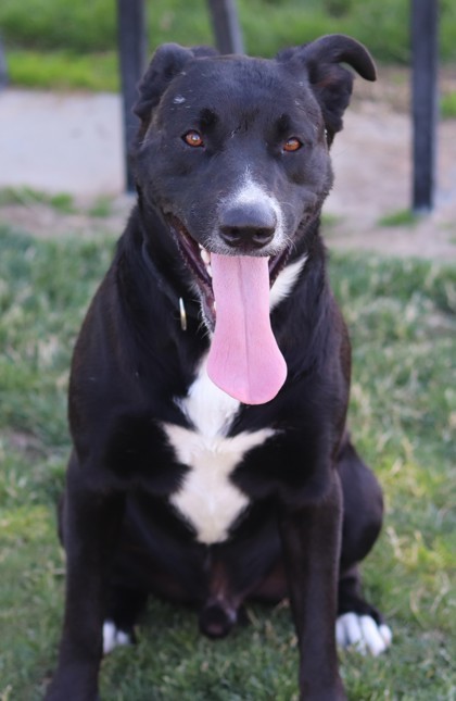 Phoebus, an adoptable Mixed Breed in Walla Walla, WA, 99362 | Photo Image 3