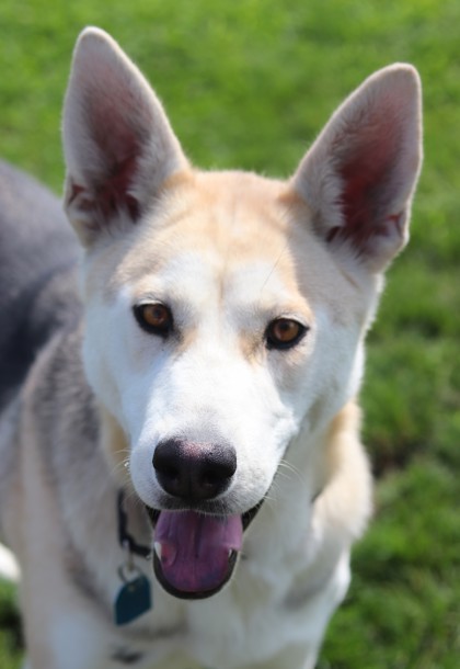 Sable, an adoptable Mixed Breed in Walla Walla, WA, 99362 | Photo Image 1