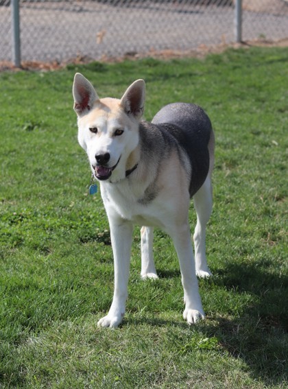 Sable, an adoptable Mixed Breed in Walla Walla, WA, 99362 | Photo Image 2