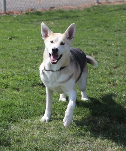 Sable, an adoptable Mixed Breed in Walla Walla, WA, 99362 | Photo Image 3